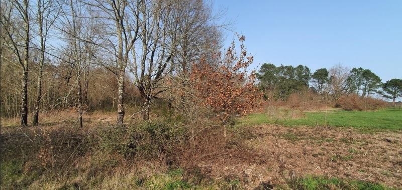 Vente Terrain CERCOUX - -1453 m²