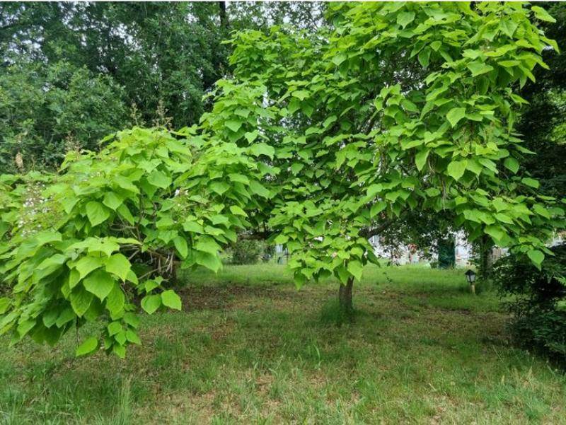 Vente Terrain BIGANOS - -684 m²
