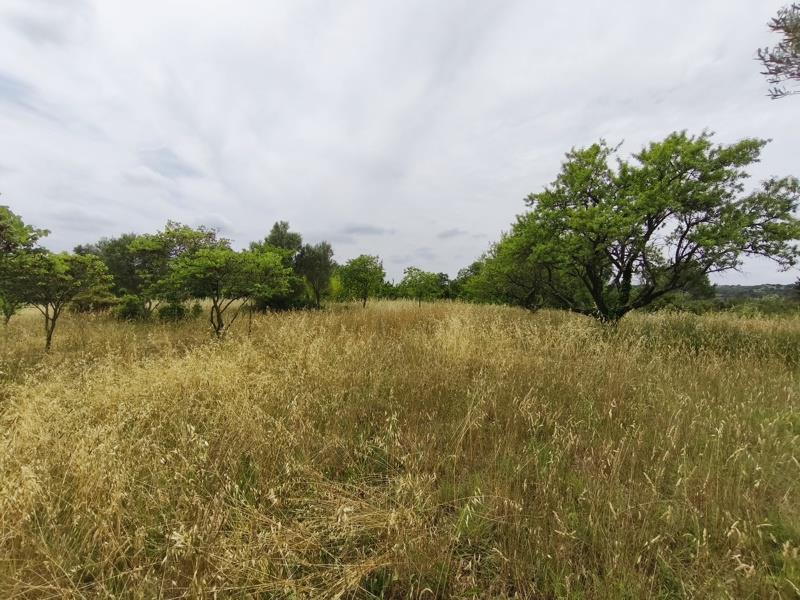 Vente Terrain ST GEORGES D ORQUES - -3690 m² - (34680)