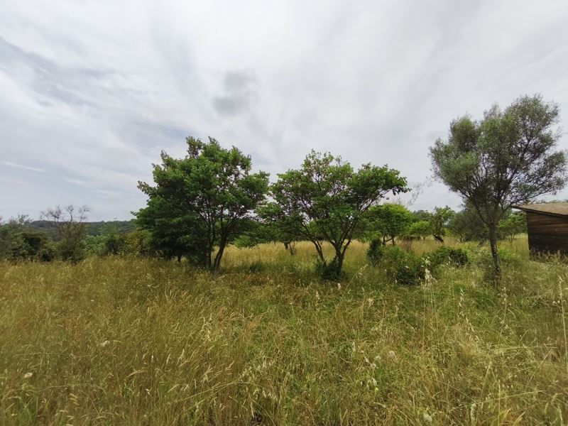 Vente Terrain ST GEORGES D ORQUES - -3690 m² - (34680)