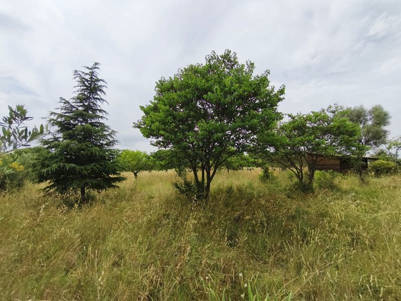 Vente Terrain ST GEORGES D ORQUES - -3690 m² - (34680)