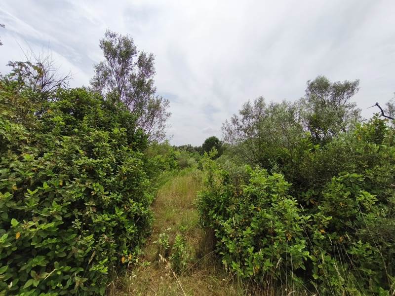 Vente Terrain ST GEORGES D ORQUES - -3690 m² - (34680)