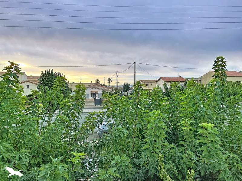 Vente Appartement Marseillan - 4 pièces -64 m² - (34340)