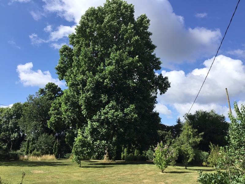 Vente Maison ST YRIEIX LA PERCHE - 10 pièces -260 m² - (87500)