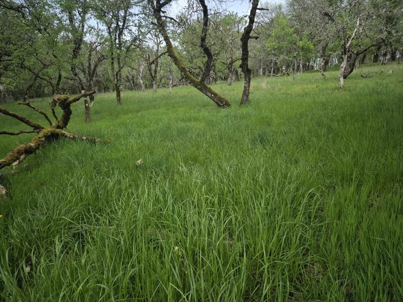 Vente Terrain PECHS DE L ESPERANCE - -7010 m² - (24370)