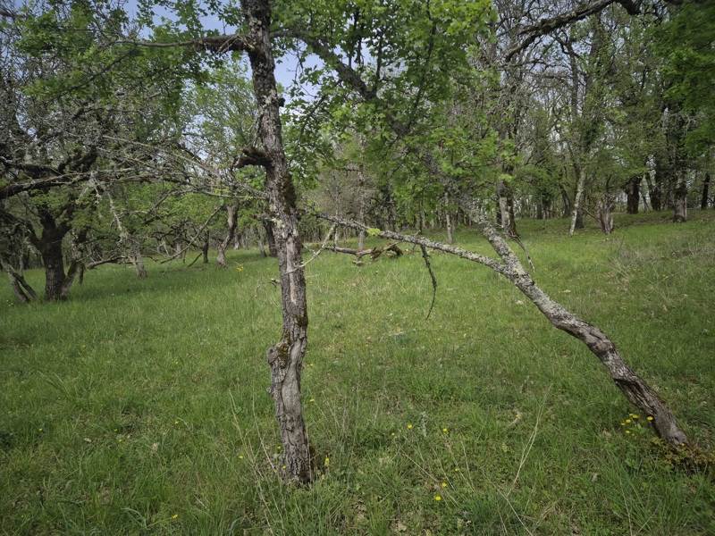 Vente Terrain PECHS DE L ESPERANCE - -7010 m² - (24370)