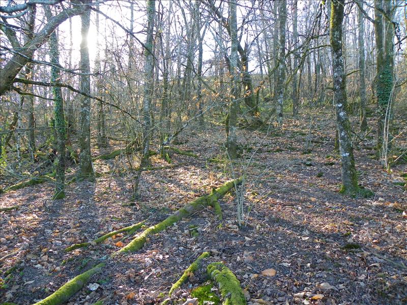 Vente Terrain CUREMONTE - -3460 m² - (19500)