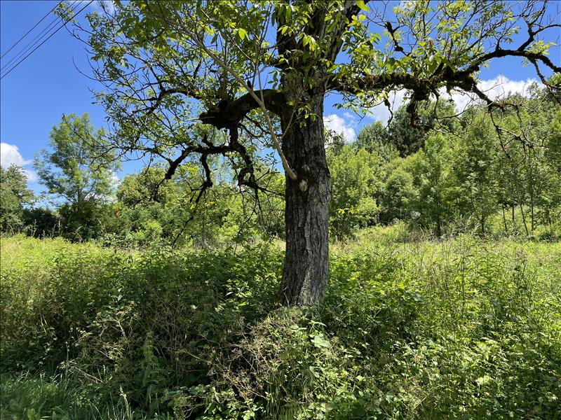 Vente Terrain ST DENIS LES MARTEL - -6681 m² - (46600)