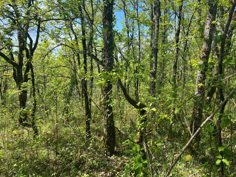 Vente Terrain Cuzance - -2000 m² - (46600)