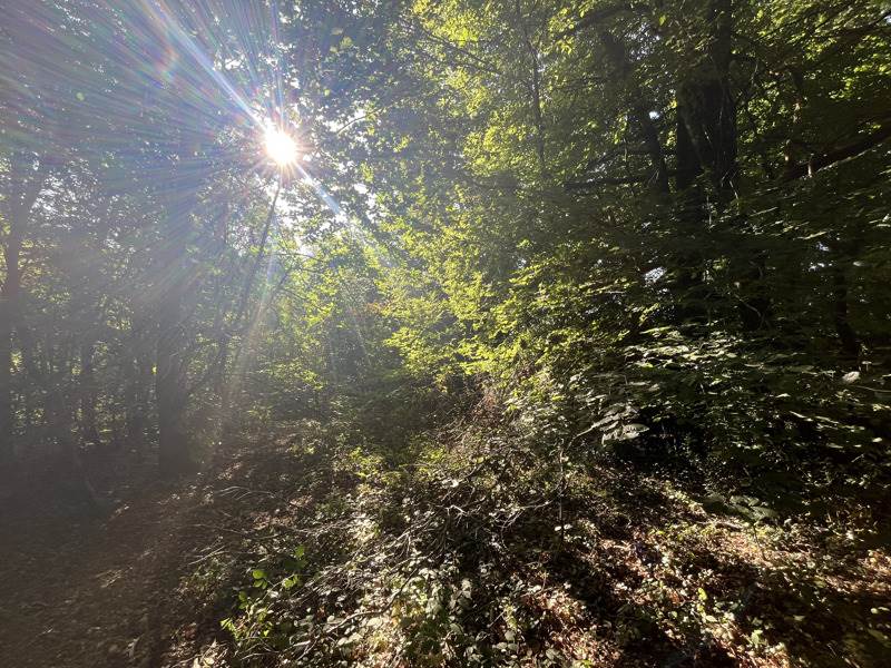 Vente Terrain VERNEUIL SUR VIENNE - -37425 m² - (87430)