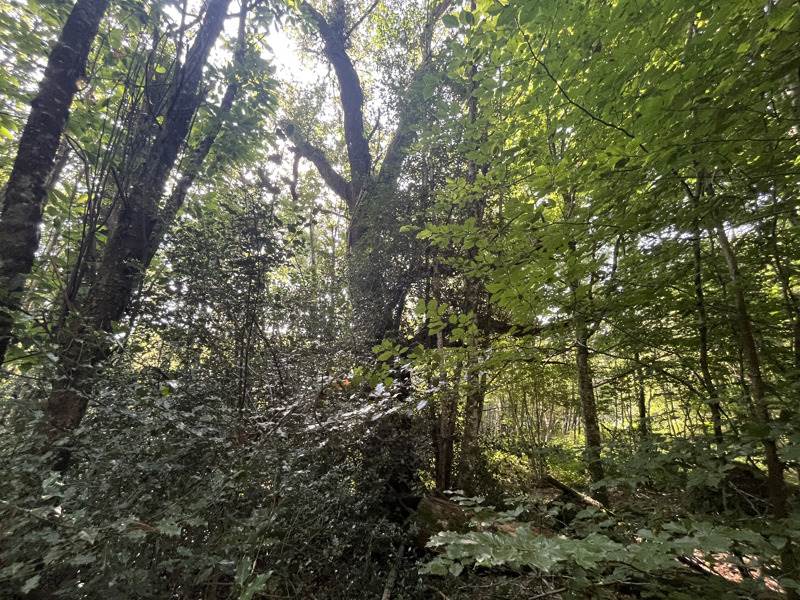 Vente Terrain VERNEUIL SUR VIENNE - -37425 m² - (87430)