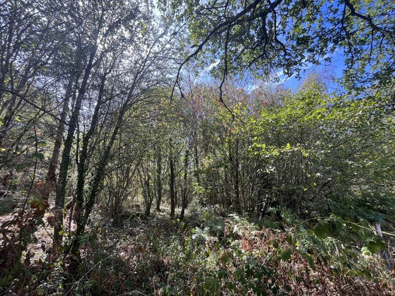 Vente Terrain COGNAC LA FORET - -9300 m² - (87310)