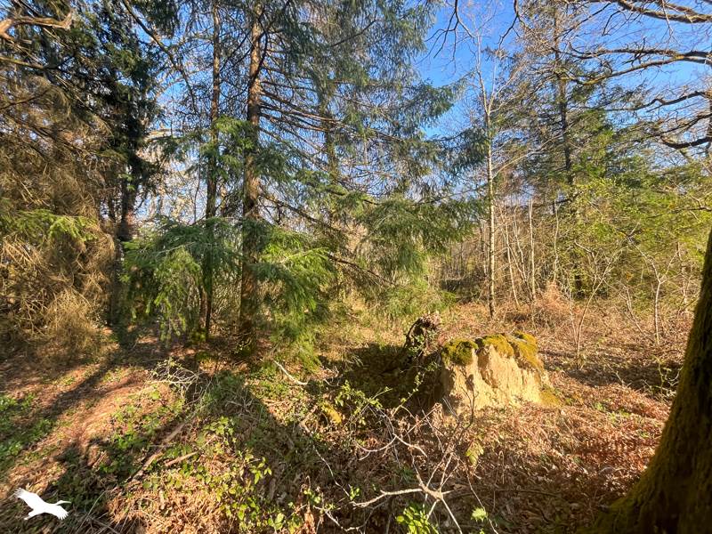 Vente Terrain COGNAC LA FORET - -9300 m² - (87310)