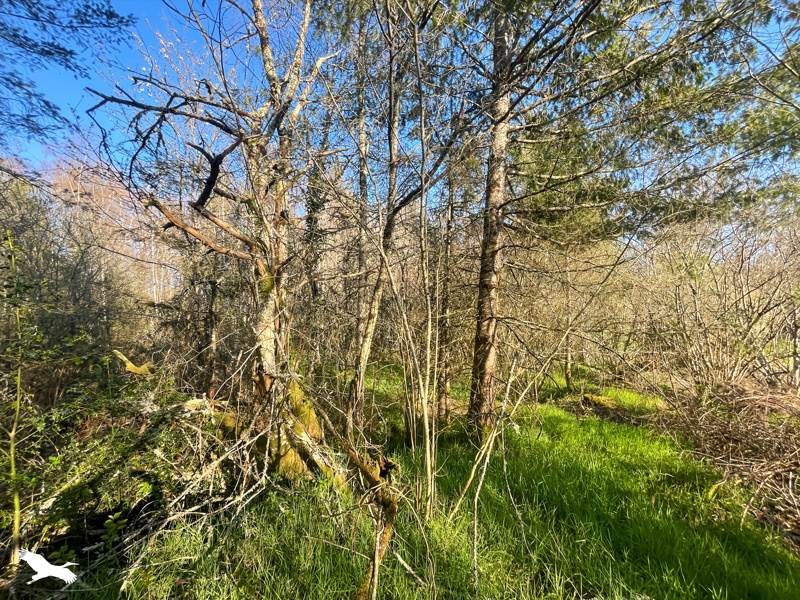 Vente Terrain COGNAC LA FORET - -9300 m² - (87310)