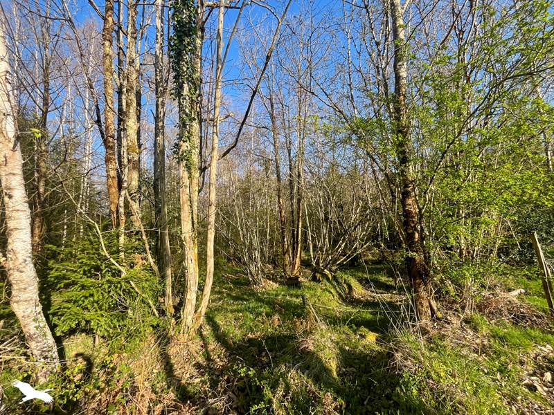 Vente Terrain COGNAC LA FORET - -9300 m² - (87310)