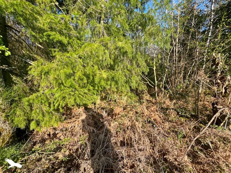 Vente Terrain COGNAC LA FORET - -9300 m² - (87310)