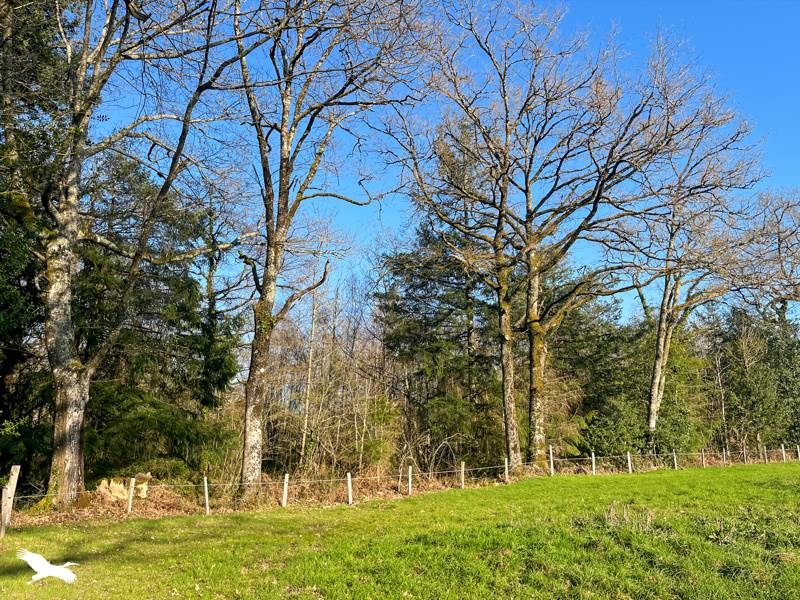 Vente Terrain COGNAC LA FORET - -9000 m² - (87310)