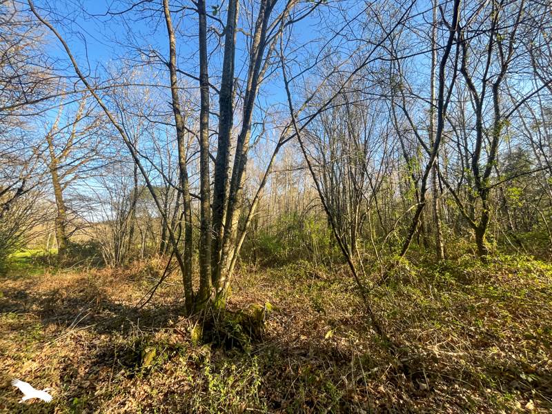 Vente Terrain COGNAC LA FORET - -9000 m² - (87310)