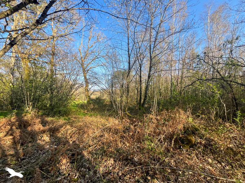 Vente Terrain COGNAC LA FORET - -9000 m² - (87310)