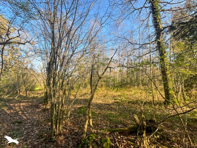 Vente Terrain COGNAC LA FORET - -9000 m² - (87310)