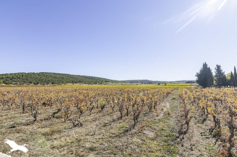 Vente Maison ST BAUZILLE DE LA SYLVE - 4 pièces -100 m² - (34230)