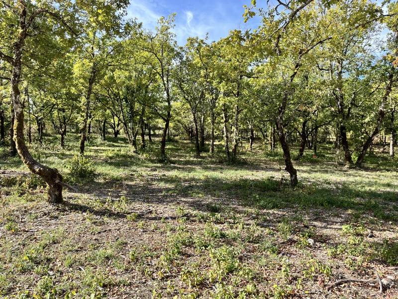 Vente Terrain LALBENQUE - -1424 m² - (46230)
