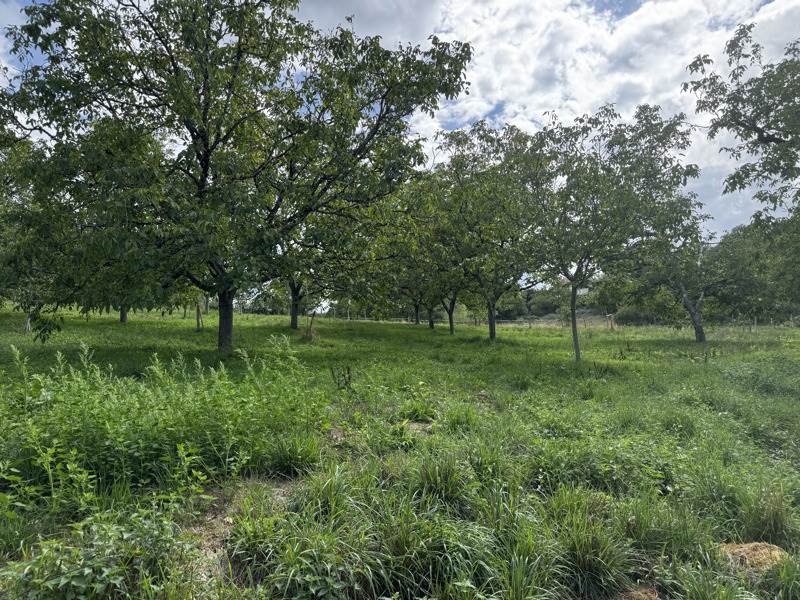 Terrain 4710 m² · à Saint-Cirq-Souillaguet · 32 000 €