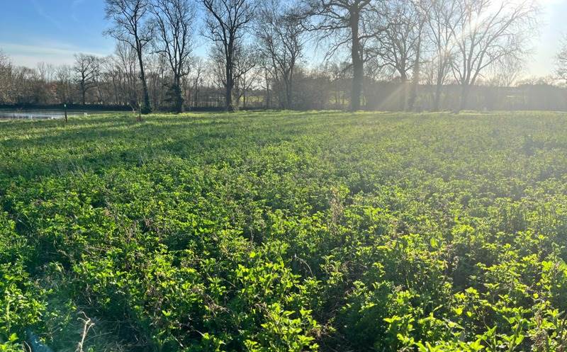 Vente Terrain L ISLE JOURDAIN - -965 m² - (32600)