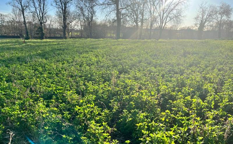 Vente Terrain L ISLE JOURDAIN - -1095 m² - (32600)