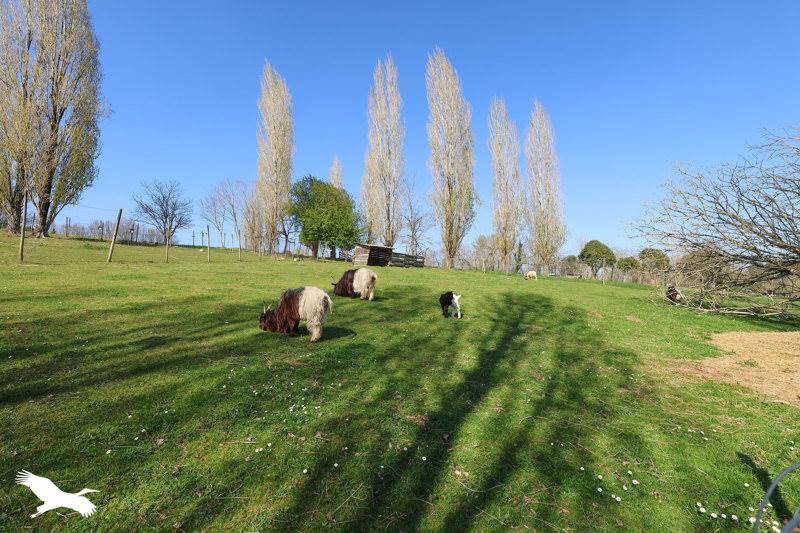 Vente Maison CAMPSEGRET - 2 pièces -100 m² - (24140)