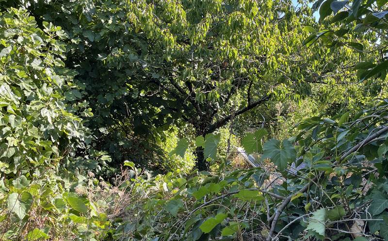 Terrain 4 pièces 761 m²