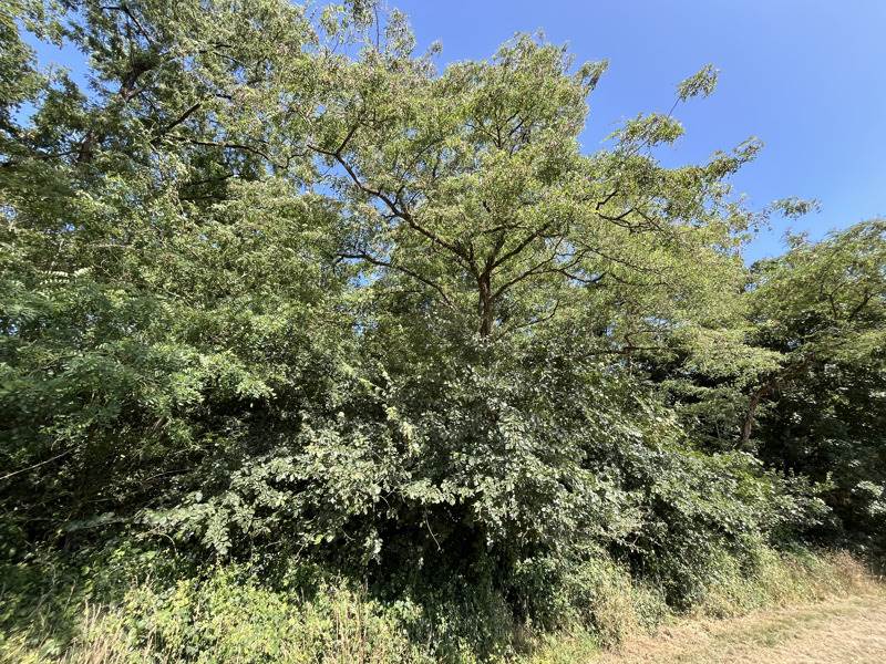 Vente Terrain SORIGNY - -1608 m² - (37250)