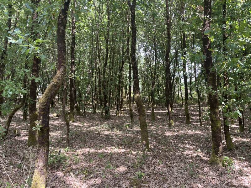 Terrain à vendre · à Talais · 130 800 €