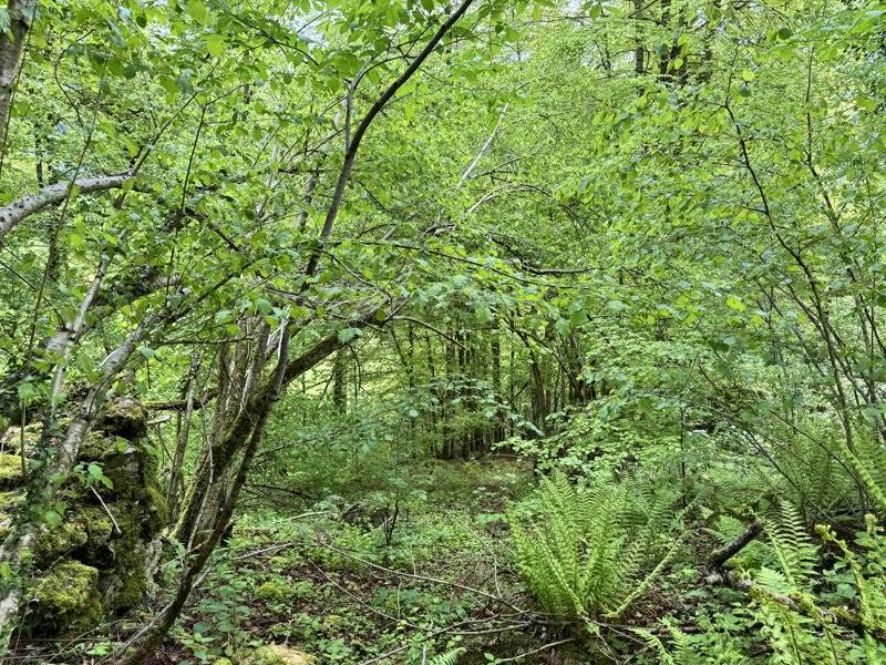 Vente Terrain AULUS LES BAINS - -13466 m² - (09140)