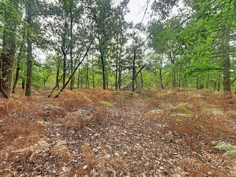 Vente Terrain Laruscade - -182792 m² - (33620)
