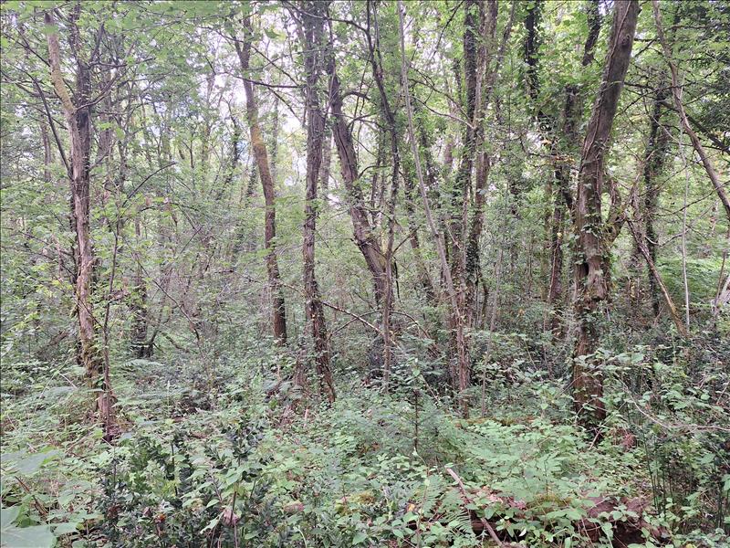 Vente Terrain ASPRIERES - -13928 m² - (12700)