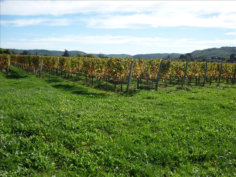 Vente Terrain PUY L EVEQUE - -10440 m² - (46700)