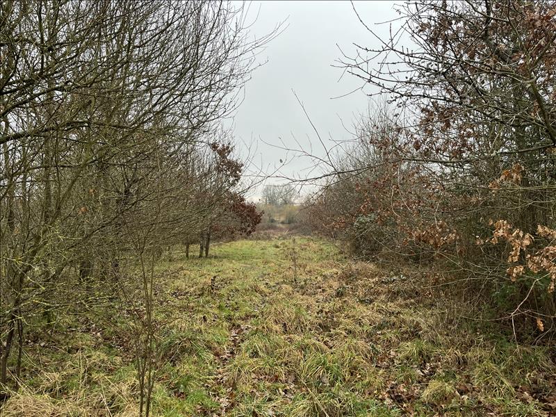 Vente Terrain ST DESIRE - -90000 m² - (03370)