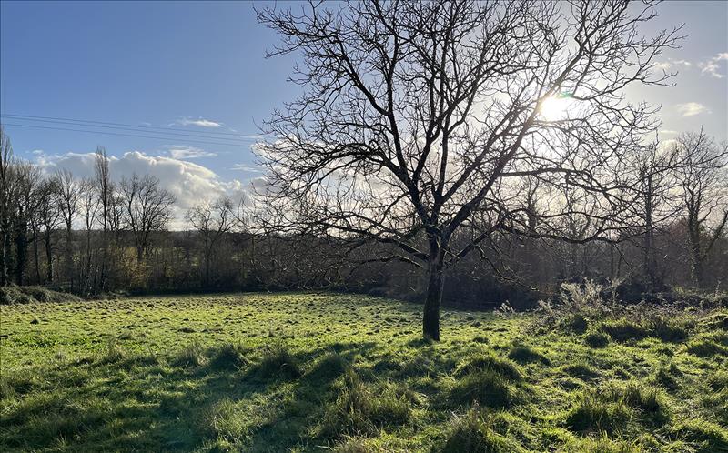 Vente Terrain COURS DE PILE - -6846 m² - (24520)