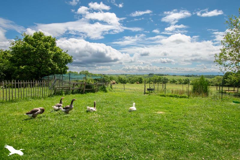 Vente Maison CLERMONT LE FORT - 10 pièces -430 m² - (31810)