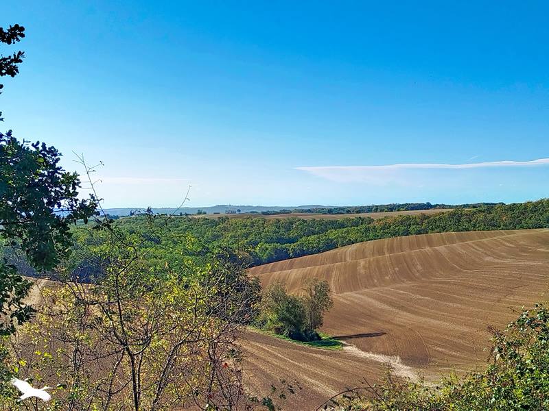 Vente Terrain Le Born - -1046 m² - (31340)