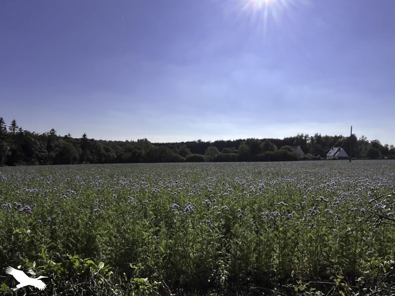 Vente Maison CONCARNEAU - 3 pièces -115 m² - (29900)