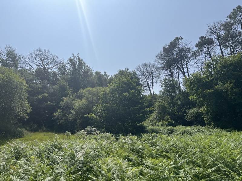 Vente Terrain ST PRIVAT DES PRES - -1650 m² - (24410)