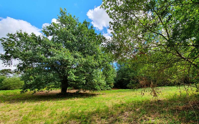 Vente Terrain ST PRIVAT DES PRES - -1650 m² - (24410)