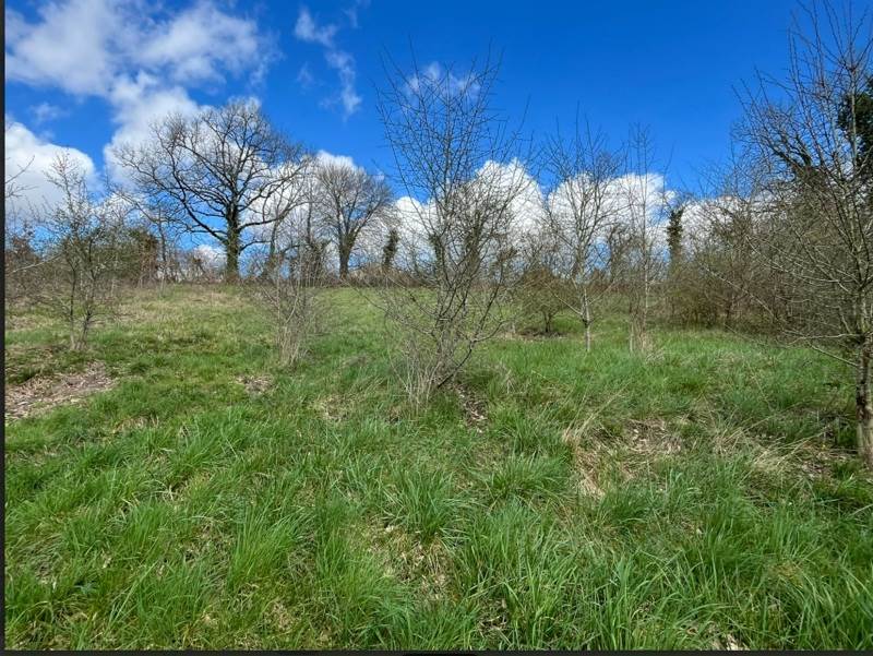 Vente Terrain RIBERAC - -6991 m² - (24600)