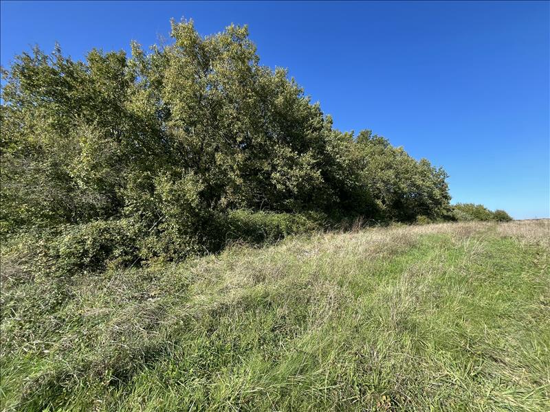 Vente Terrain BOISNE LA TUDE - -3210 m² - (16320)