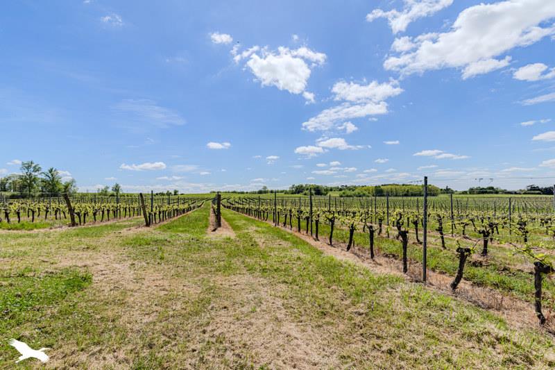 Vente Maison BLASIMON - 7 pièces -301 m² - (33540)