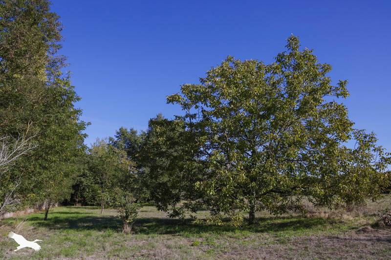 Vente Maison Esvres - 4 pièces -100 m² - (37320)