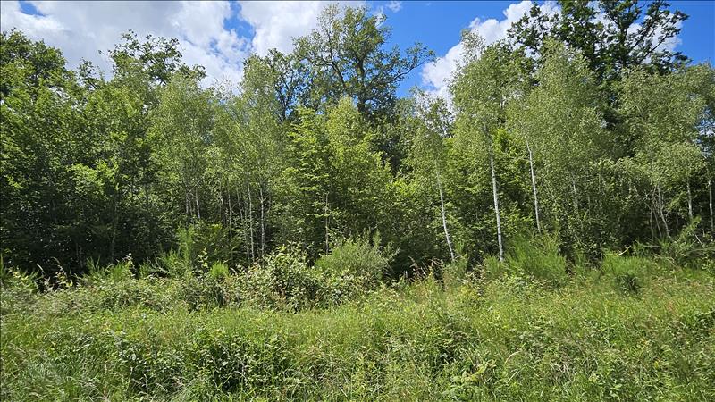 Vente Terrain ORCAY - -15293 m² - (41300)