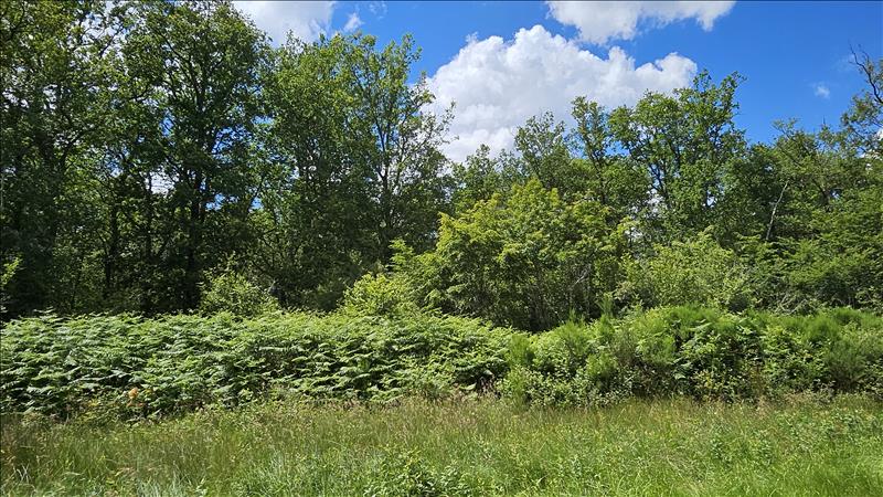 Vente Terrain ORCAY - -15293 m² - (41300)